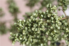 Lepisanthes rubiginosa